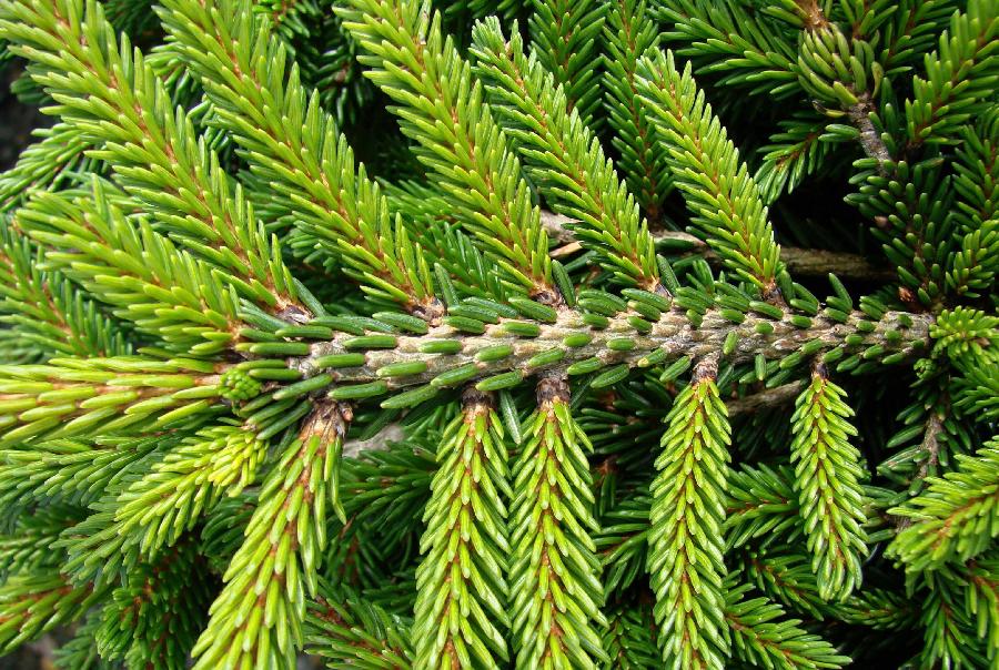 PICEA orient. Bergman's Gem-Oriental spruce