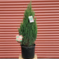 JUNIPERUS CHINENSIS `BLUE POINT`