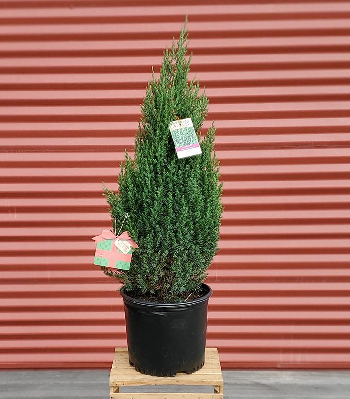 JUNIPERUS CHINENSIS `BLUE POINT`