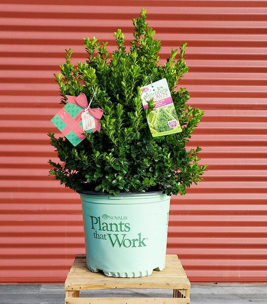 BUXUS `CRANBERRY CREEK`