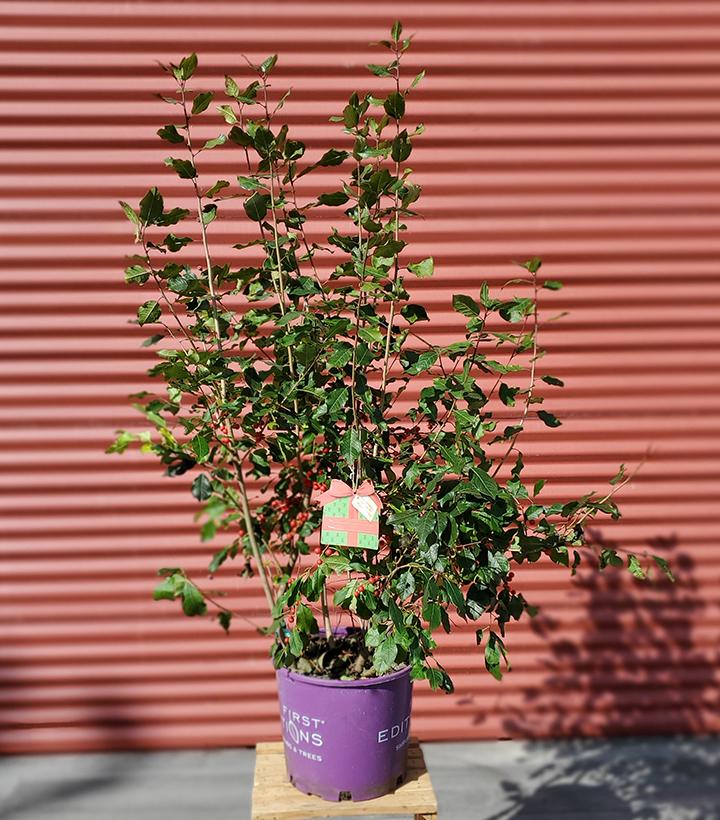 ILEX VERTICILLATA MAGICAL `SHOWTIME`