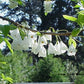 HALESIA TETRAPTERA (syn CAROLINA)