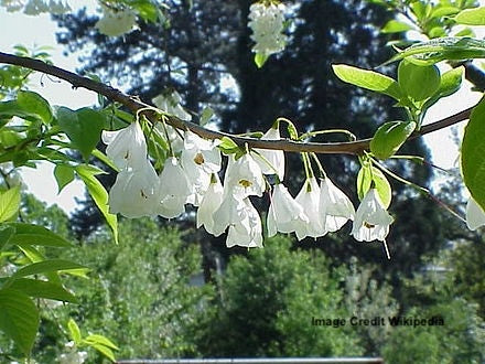 HALESIA TETRAPTERA (syn CAROLINA)