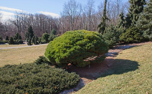PINUS str. Lairds Broom-Eastern white pine
