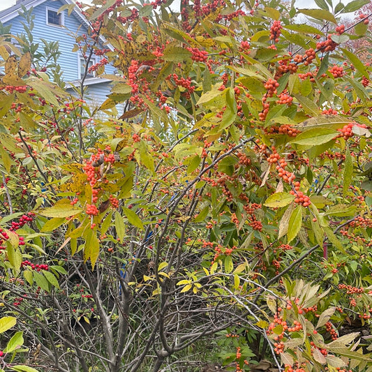 ILEX vert. Winter Gold-Winterberry holly