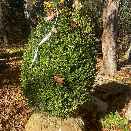 BUXUS sempervirens-Common boxwood