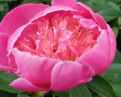 PAEONIA LACTIFLORA `PETITE RENEE`