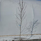 PRUNUS `CONTENDER` PEACH