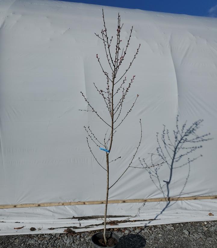 PRUNUS `CONTENDER` PEACH