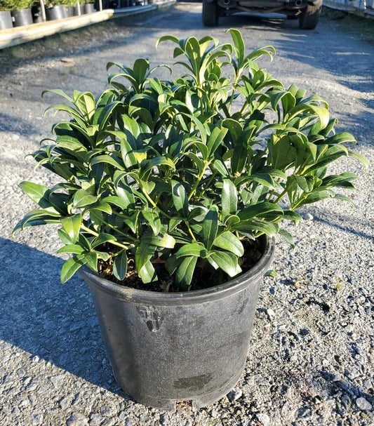 SKIMMIA J. REEVESIANA - MALE & FEMALE