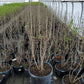 SYRINGA VULGARIS `YANKEE DOODLE`