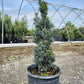 TAXUS BACCATA `FASTIGIATA`