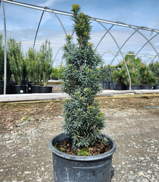 TAXUS BACCATA `FASTIGIATA`