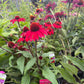 ECHINACEA SUNMAGIC `VINTAGE HOT RED`-Coneflower