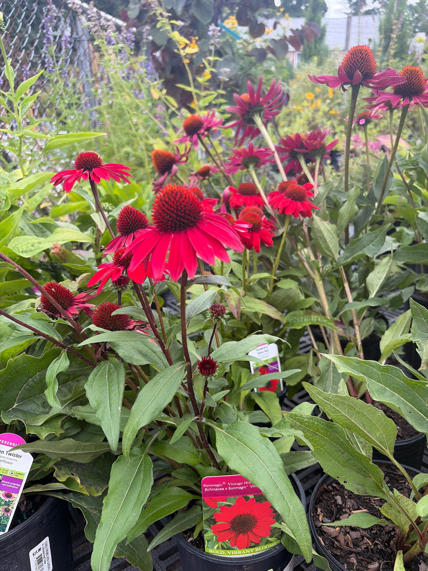 ECHINACEA SUNMAGIC `VINTAGE HOT RED`-Coneflower