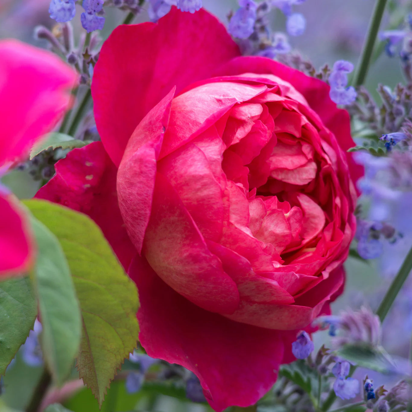 ROSA `BENJAMIN BRITTEN`