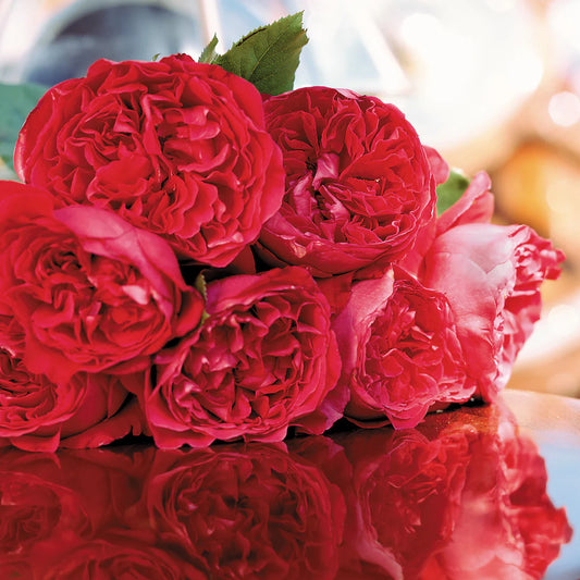 ROSA `RED EDEN ` CL