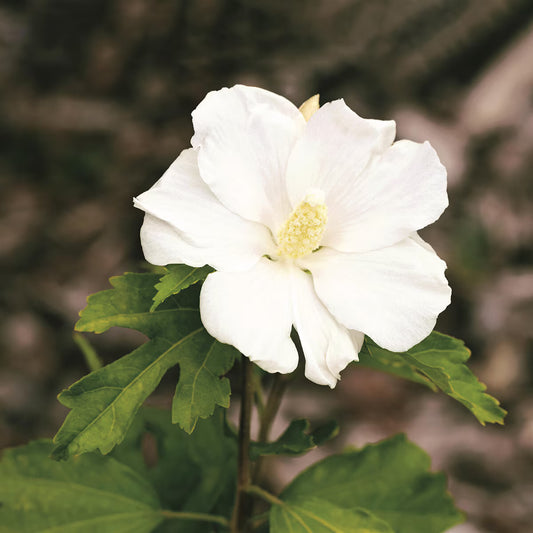 HIBISCUS syriacus Diana-Rose of Sharon