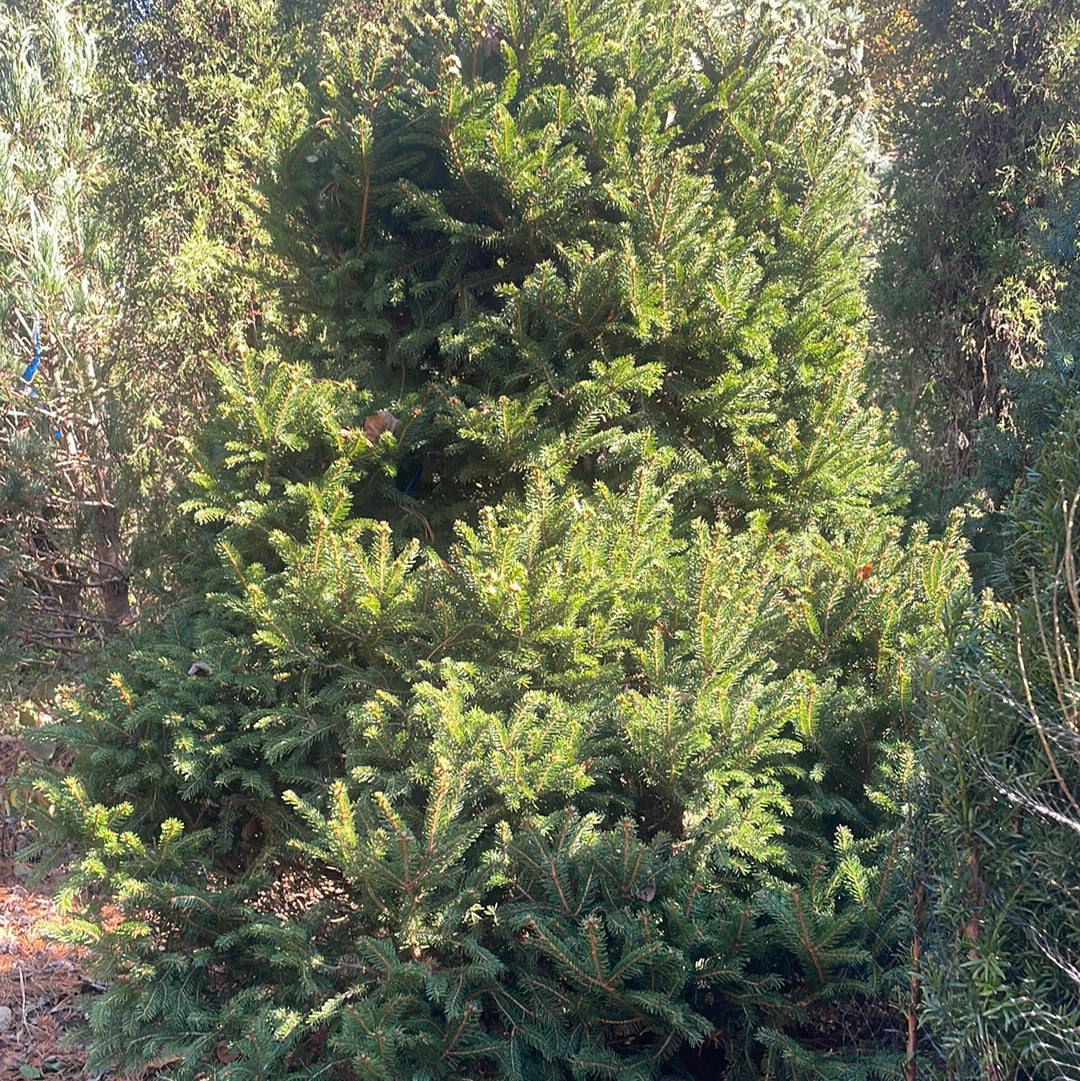 Picea abies Parviformis-Norway spruce