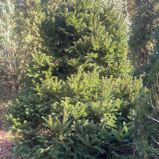 Picea abies Parviformis-Norway spruce