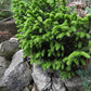 PICEA orient. Bergman's Gem-Oriental spruce