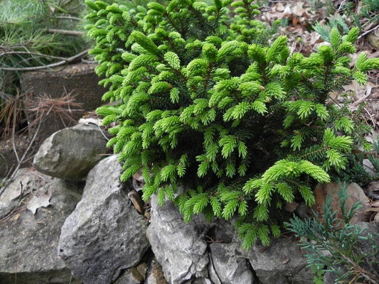 PICEA orient. Bergman's Gem-Oriental spruce