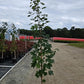 ACER SACCHARUM `SUPER SWEET`