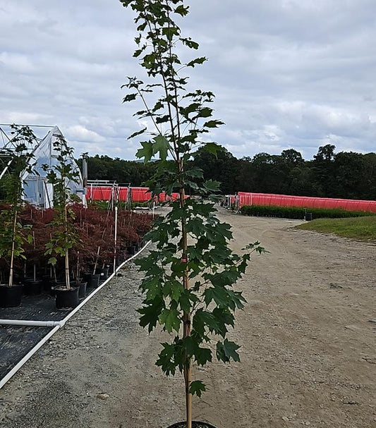 ACER SACCHARUM `SUPER SWEET`