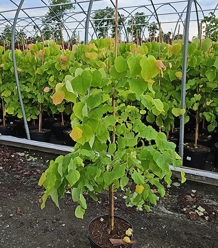 CERCIS CANADENSIS `RISING SUN`