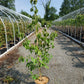 CORNUS KOUSA `MILKY WAY`