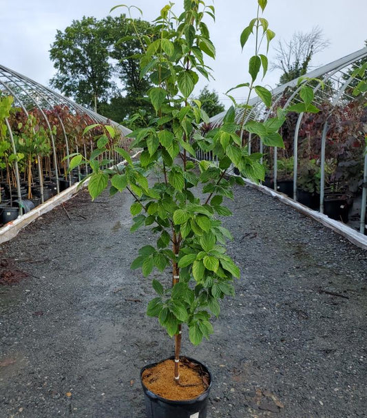 CORNUS X RUTCAN `CONSTELLATION`