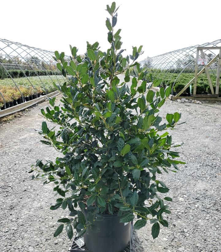 ILEX X `NELLIE STEVENS`