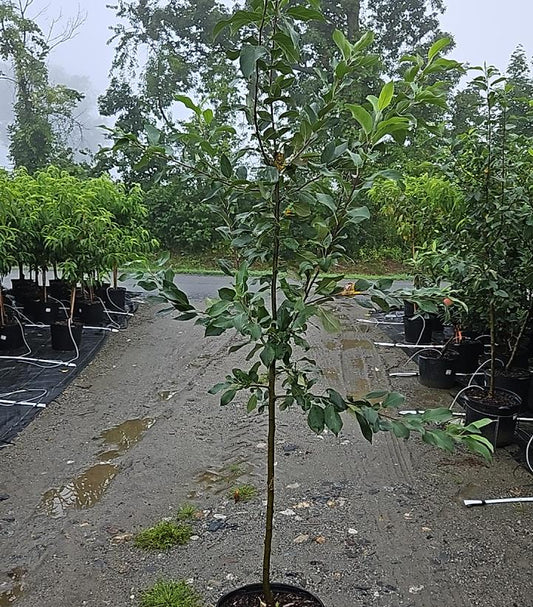 MALUS `KINDERKRISP` (APPLE)
