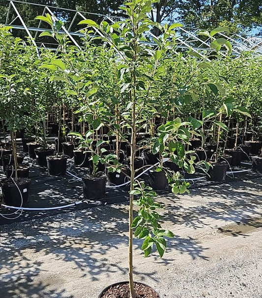 MALUS `SNOWSWEET` (APPLE)