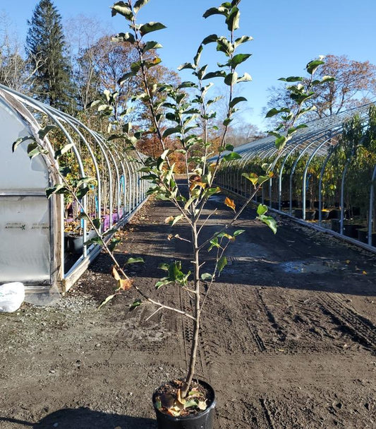 MALUS DOMESTICA `CRIMSON CRISP`