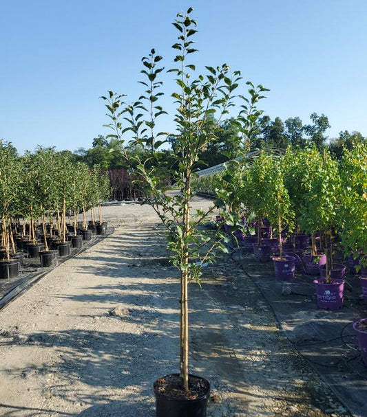 MALUS `PINK LADY` (APPLE)