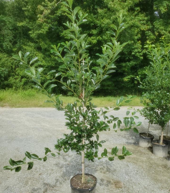 NYSSA SYLVATICA `GREEN GABLE`