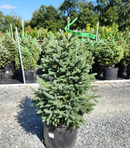 PICEA GLAUCA `DENSATA`