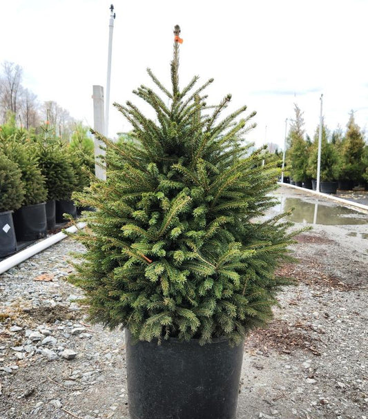 PICEA ORIENTALIS