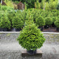 PICEA ORIENTALIS