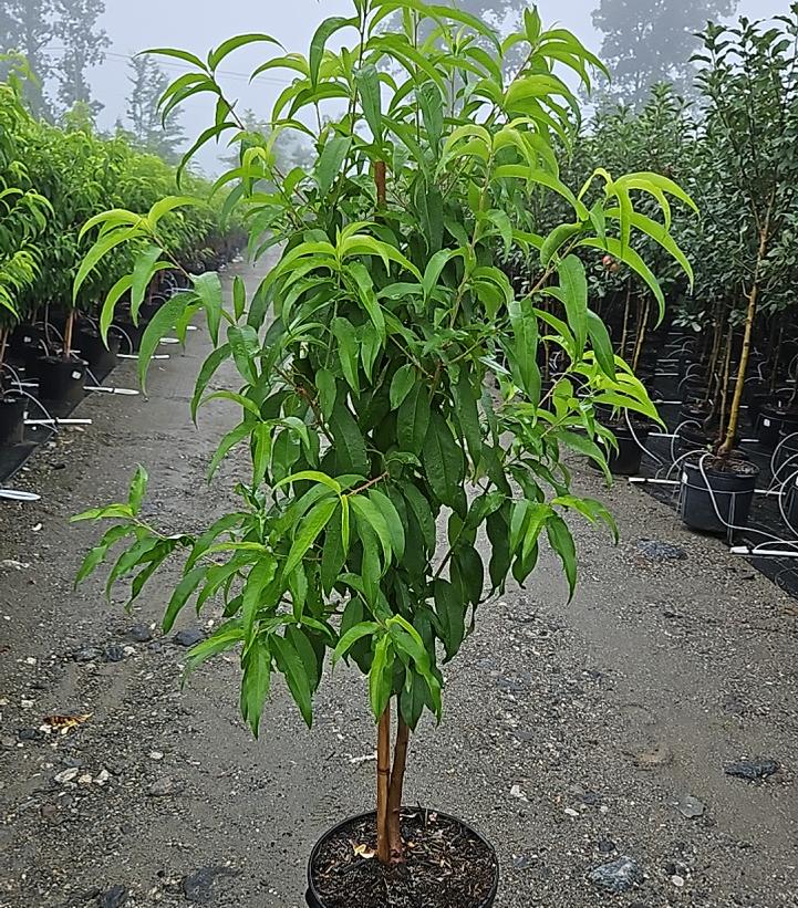 PRUNUS `ARCTIC GLO` NECTARINE