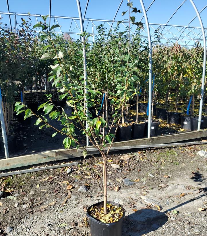 PRUNUS `GREEN GAGE` EU PLUM