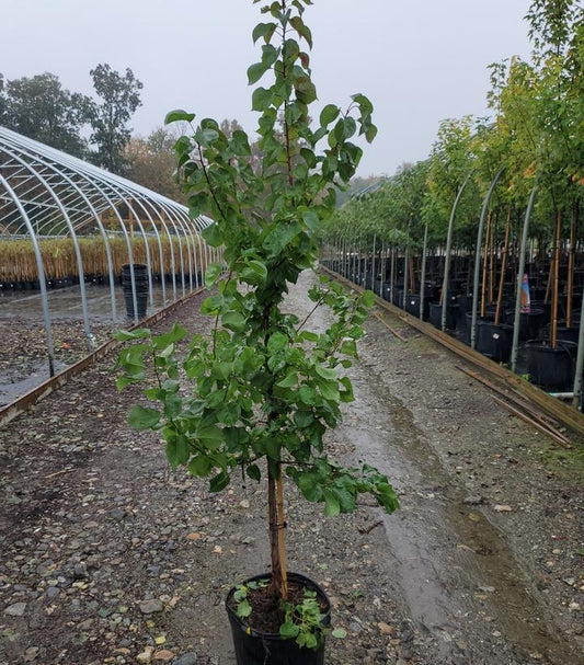 PRUNUS `PERFECTION` APRICOT