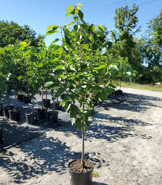 PRUNUS `RAINIER` CHERRY SWEET