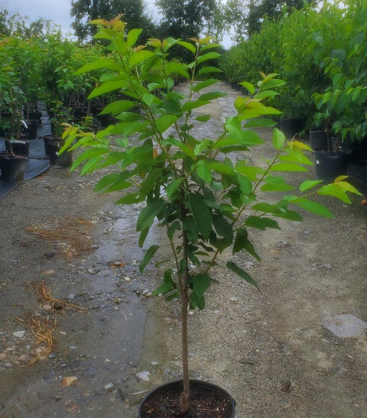 PRUNUS `REGINA` CHERRY SWEET