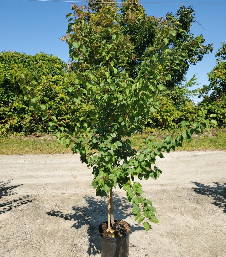 PRUNUS `SWEETHEART` CHERRY