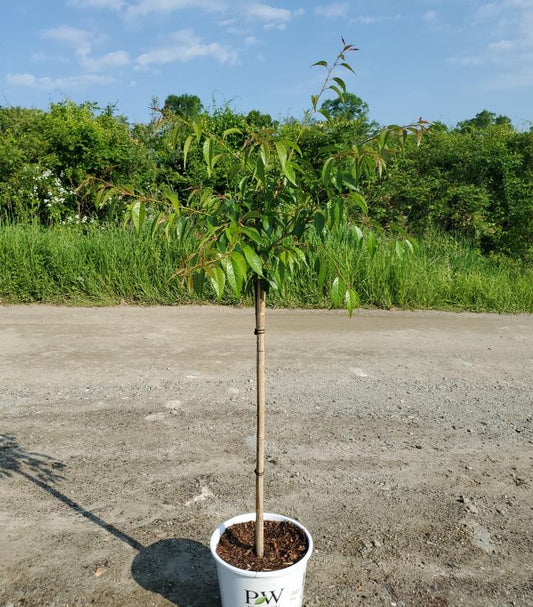 PRUNUS X `WEEPING EXTRAORDINAIRE`