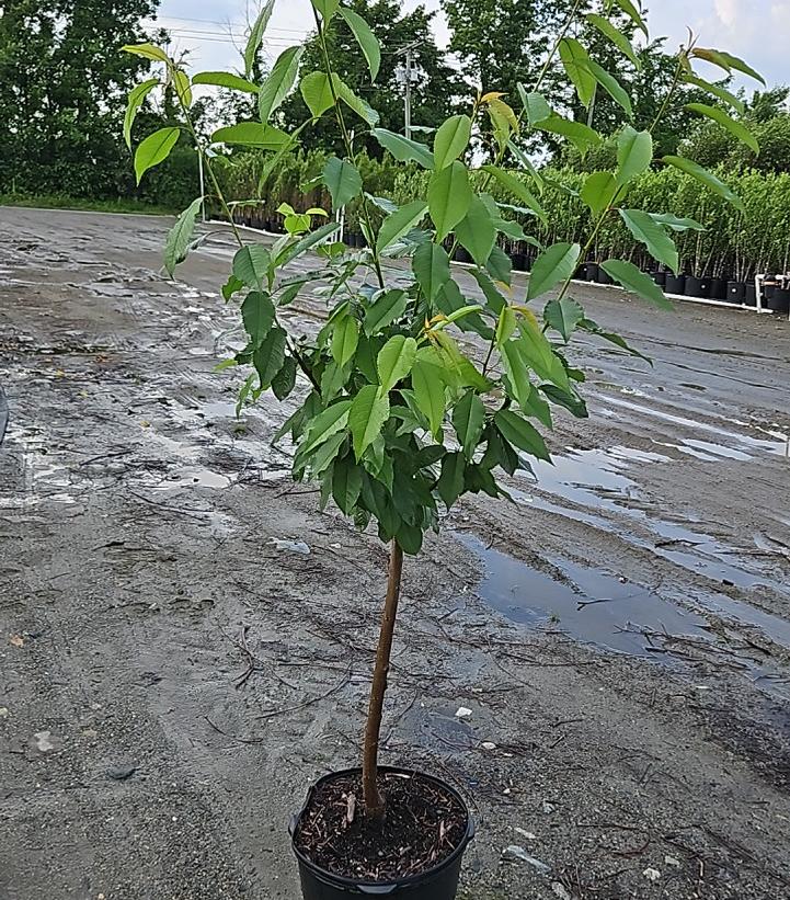 PRUNUS `WHITE GOLD` CHERRY SWEET-Cherry