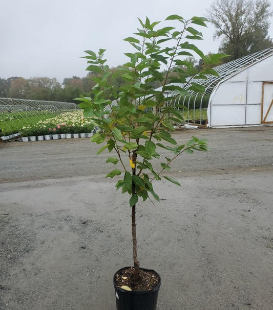 PRUNUS `BING` CHERRY SWEET