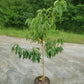 PRUNUS X `ELBERTA` PEACH